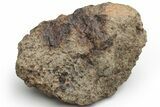 Chondrite Meteorite ( g) - Western Sahara Desert #226981-1